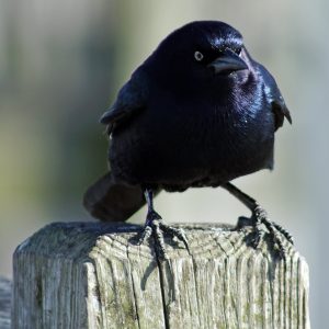 animal con plumas y alas que pone huevos y normalmente vuela
